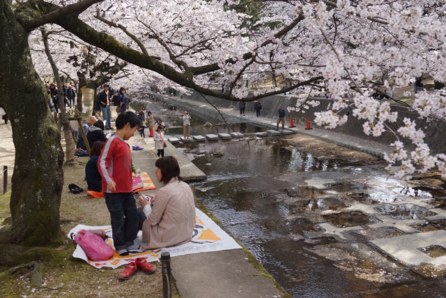 夙川公園のさくら、夙川の桜は日本一、日本経済復興は安倍総理に期待、茂木大臣にＴＰＰの成功を期待_d0181492_23363072.jpg