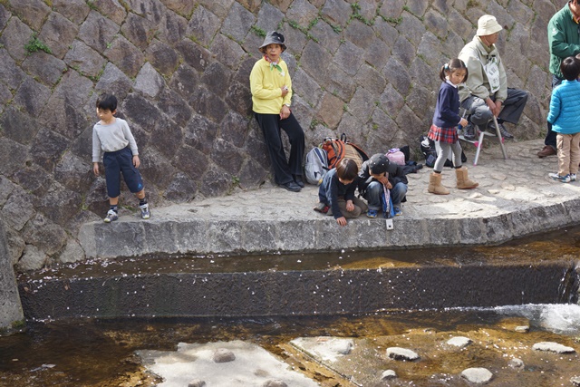 夙川公園のさくら、夙川の桜は日本一、日本経済復興は安倍総理に期待、茂木大臣にＴＰＰの成功を期待_d0181492_2337297.jpg