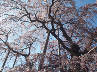 本日の福島散策：三春の滝桜_e0093096_2149238.jpg