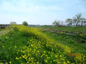 茅ヶ崎　小出川の春_c0220597_21574132.jpg