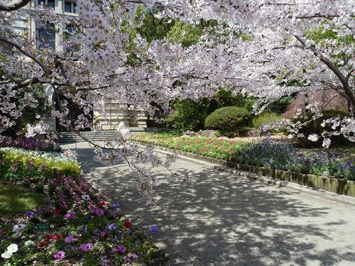 神戸の桜　１０　県公館の桜_b0051598_21581671.jpg