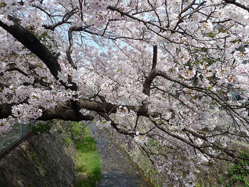 神戸の桜　１１　宇治川沿いの桜_b0051598_2252046.jpg