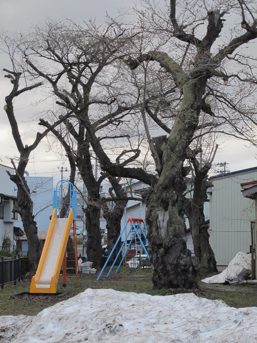 桜がいつ咲くのだろうかと、佐氏泉公園へ（１）_c0075701_6591054.jpg