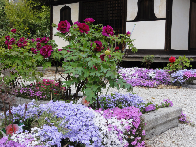 花の寺～長保寺_c0125501_7565333.jpg