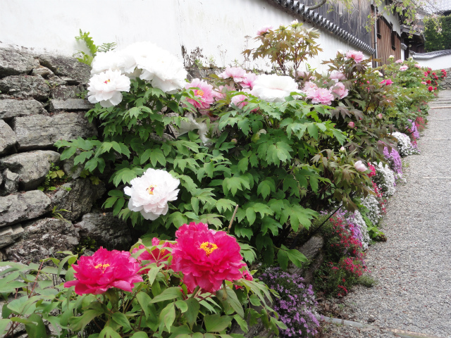 花の寺～長保寺_c0125501_757687.jpg