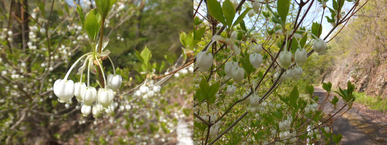 百々ヶ峰（どどがみね）　～一ノ洞林道方面より～_a0271502_10594331.jpg