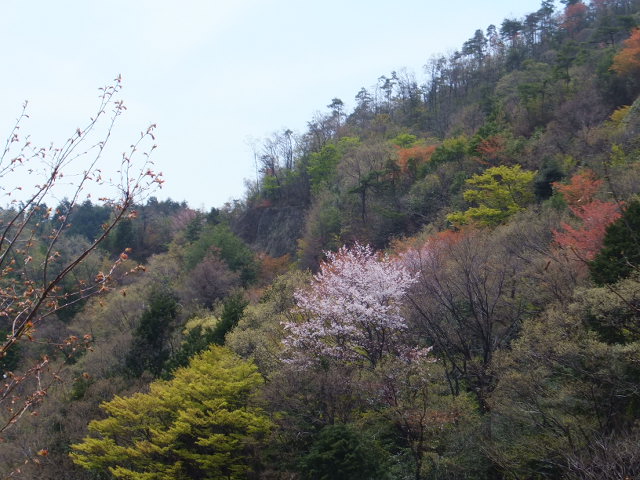 百々ヶ峰（どどがみね）　～一ノ洞林道方面より～_a0271502_11465572.jpg