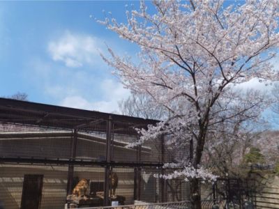 小諸市懐古園の桜の開花情報（平成２５年４月７日ソメイヨシノ開花より４月２８日まで）_e0304702_8211596.jpg