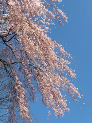 小諸市懐古園の桜の開花情報（平成２５年４月７日ソメイヨシノ開花より４月２８日まで）_e0304702_82125.jpg