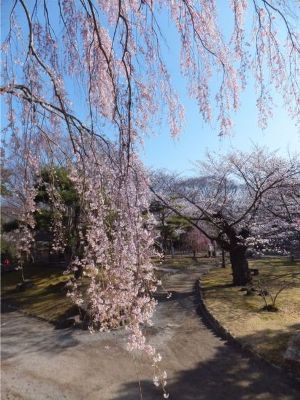 小諸市懐古園の桜の開花情報（平成２５年４月７日ソメイヨシノ開花より４月２８日まで）_e0304702_8245746.jpg