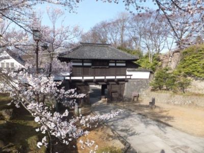 小諸市懐古園の桜の開花情報（平成２５年４月７日ソメイヨシノ開花より４月２８日まで）_e0304702_829265.jpg