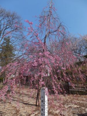 小諸市懐古園の桜の開花情報（平成２５年４月７日ソメイヨシノ開花より４月２８日まで）_e0304702_82982.jpg