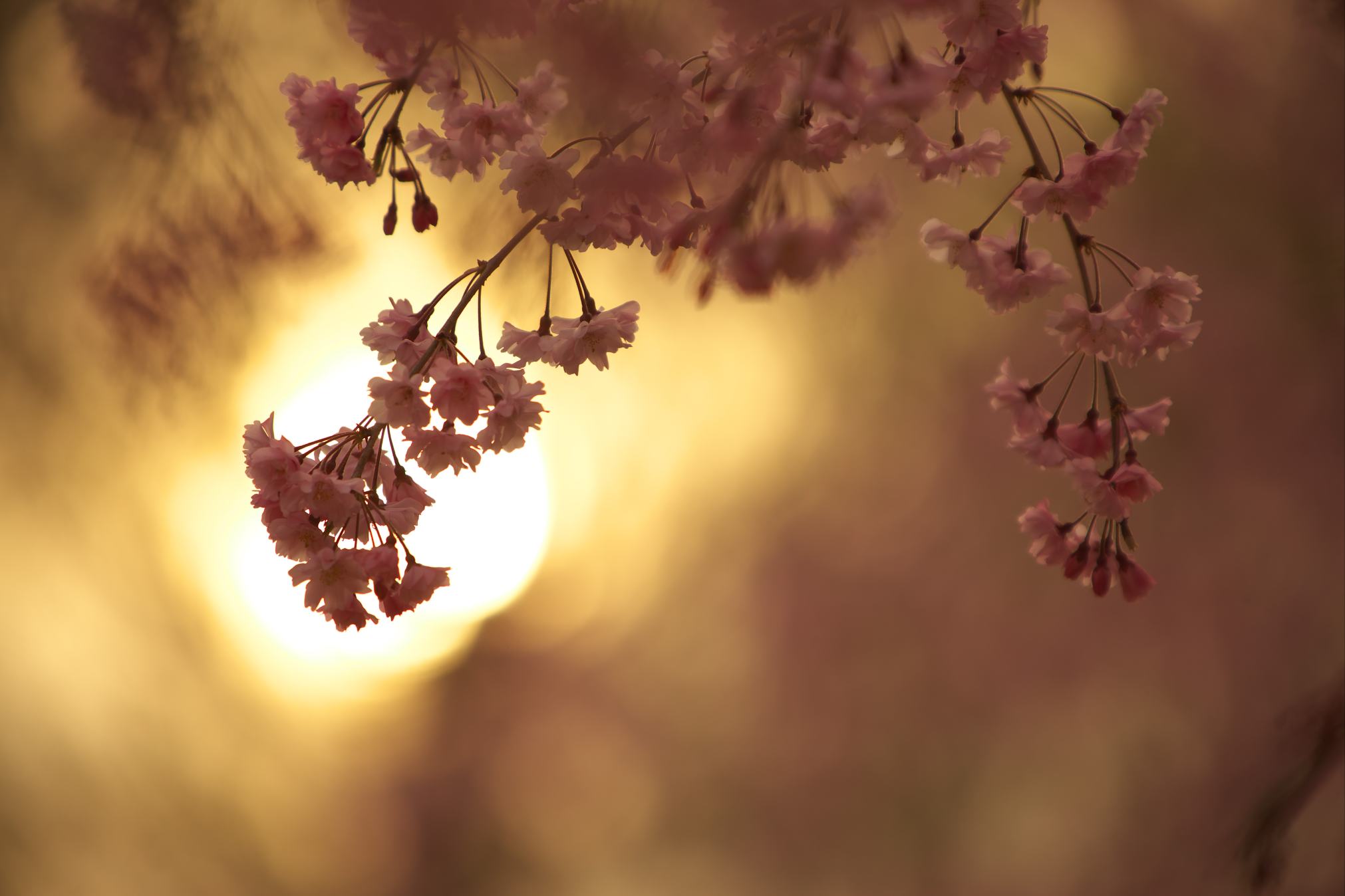 枝垂れ桜の花を撮りました。_f0000502_11564118.jpg