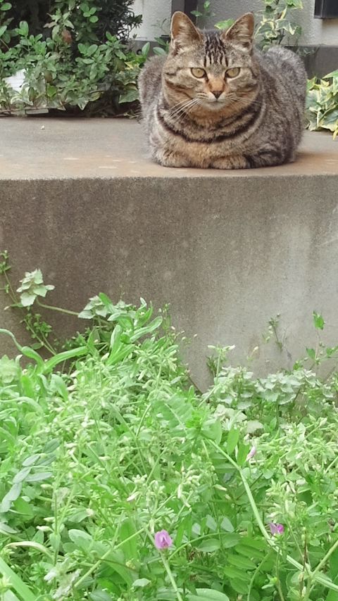 猫の手_f0155808_1021736.jpg