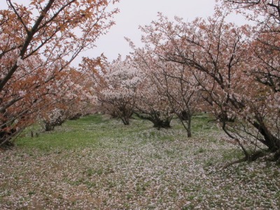 c0178009_2154494.jpg