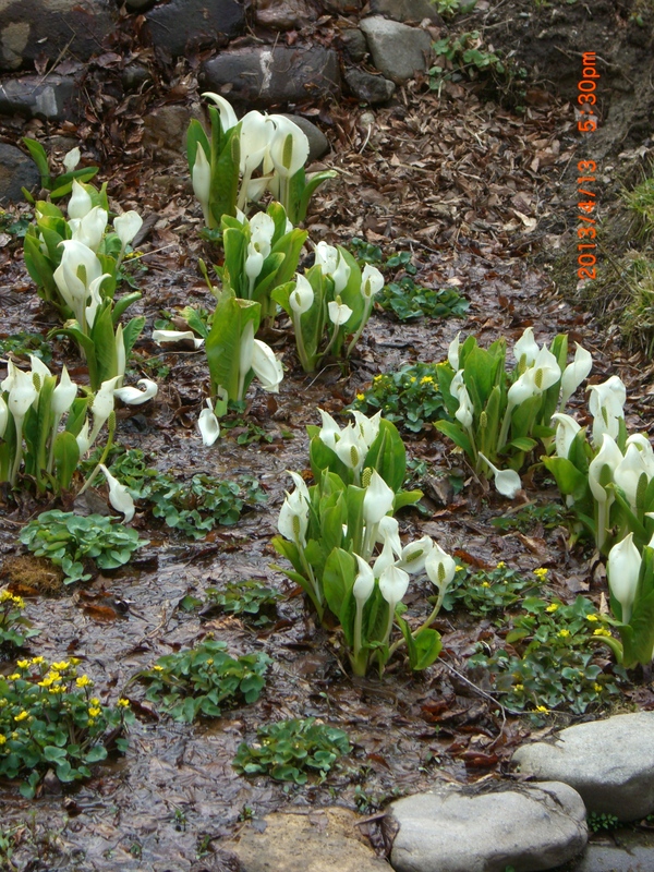 e0309011_11113030.jpg