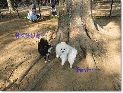 b0167519_21284478.gif