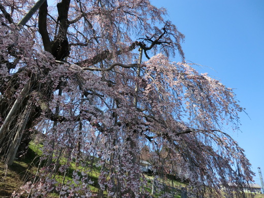 桜を追いかけて。福島再会ツーリング♪_d0221319_811488.jpg