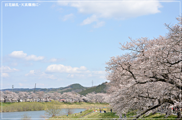 -花は桜木…-_f0235326_120075.jpg