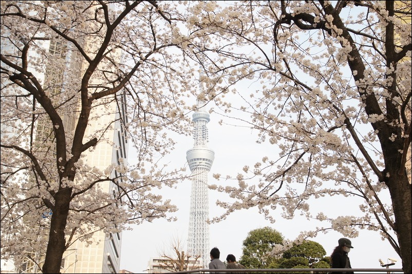 隅田川、スカイツリー～桜～_b0024832_23245512.jpg