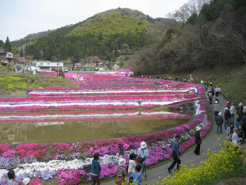 大道理の芝桜。。_b0166435_22311936.jpg