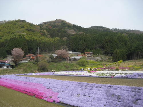 大道理の芝桜。。_b0166435_22332382.jpg