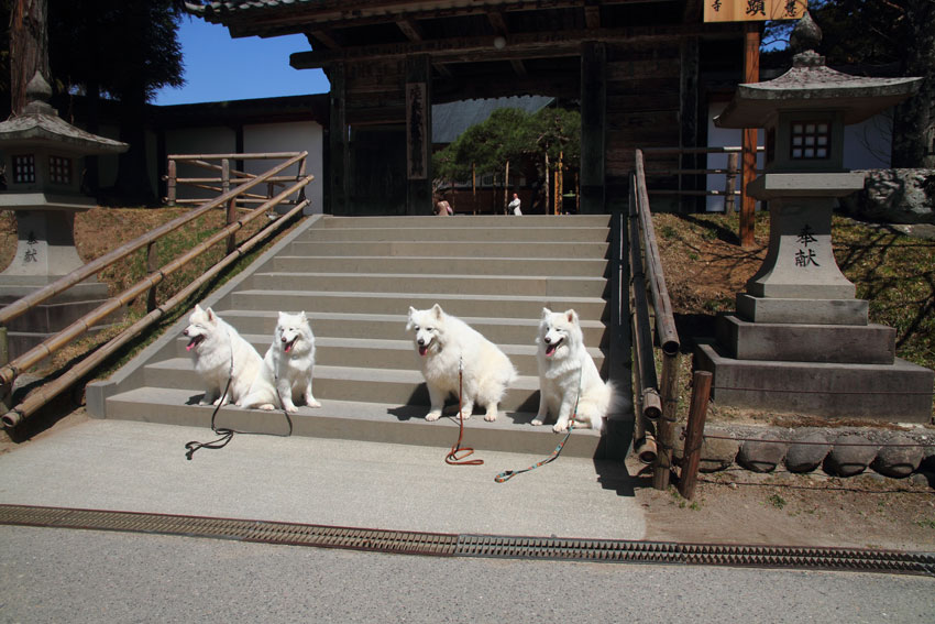 4月15日“サモエドと東北お花見最終日”_d0069235_23325720.jpg