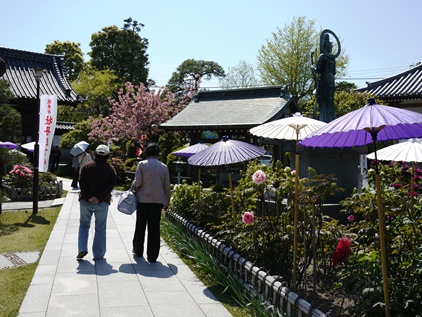 龍華寺　牡丹画像_f0232136_1127744.jpg