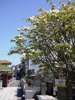 龍華寺　牡丹画像_f0232136_11284769.jpg