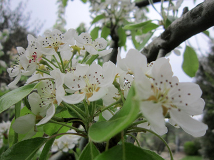 ちゃっかりツグミと庭の花たち_f0234936_53507.jpg