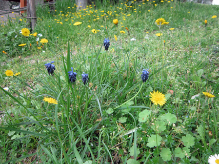 ちゃっかりツグミと庭の花たち_f0234936_5352172.jpg