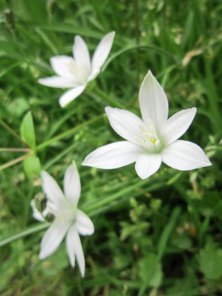 ちゃっかりツグミと庭の花たち_f0234936_5353638.jpg