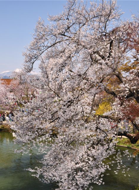 須坂市・臥竜公園＆大日向観音堂のサクラ　（後編）_e0099737_2238334.jpg