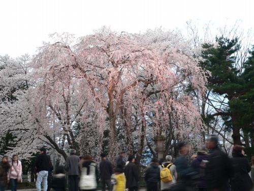 高田城百万人観桜会　2010_f0029038_2244239.jpg