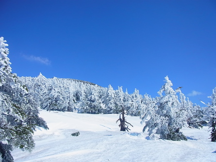 お山の観察会#3 下山編_b0207642_10515981.jpg