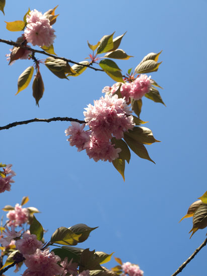 一心寺の八重桜（ボタン桜）_c0134945_183710.jpg