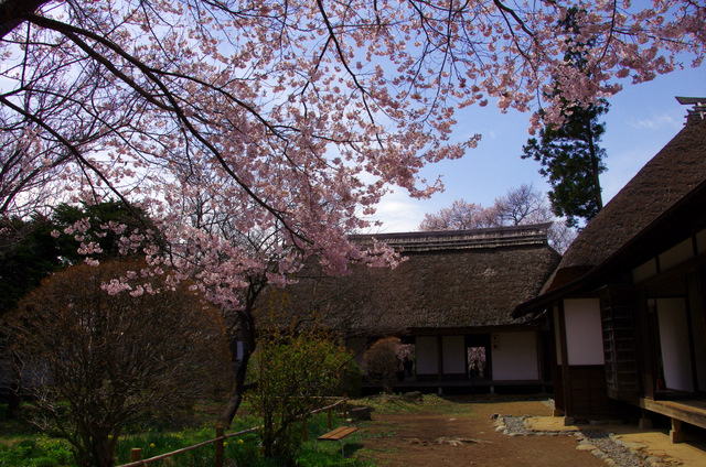 アルプスと桜：高遠_d0186245_7173451.jpg