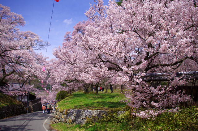 アルプスと桜：高遠_d0186245_7184027.jpg