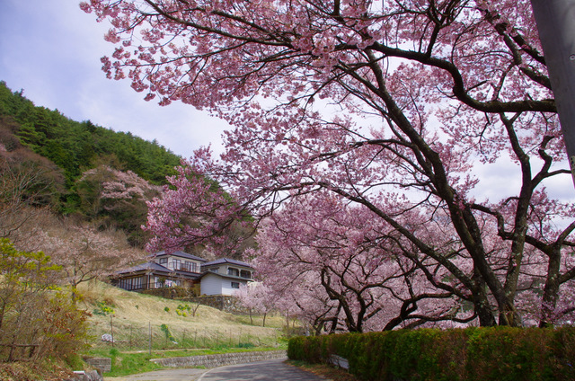 アルプスと桜：高遠_d0186245_7185471.jpg