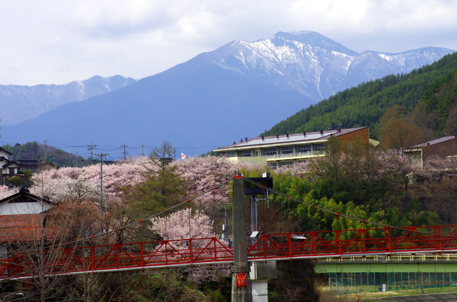 アルプスと桜：高遠_d0186245_7193491.jpg