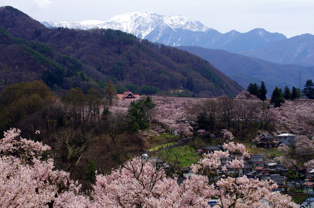 アルプスと桜：高遠_d0186245_73166.jpg