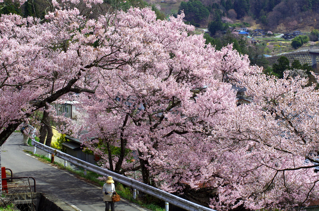 アルプスと桜：高遠_d0186245_73370.jpg