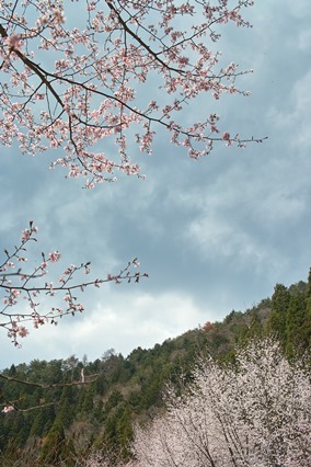 奥山渓谷の山桜_d0005250_18353038.jpg