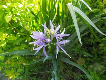 山野草②　木陰の山野草全員無事を確認_e0137353_16452591.jpg