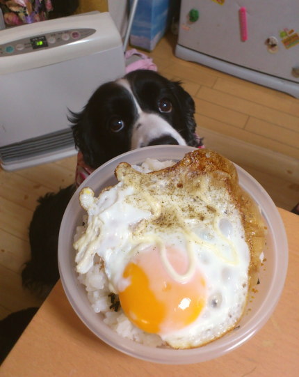 目玉焼き弁当_b0093057_2242479.jpg