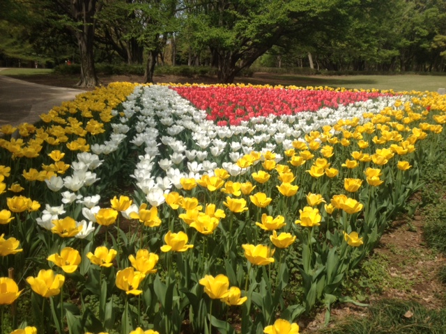 4/14（日）お花見チャリティーヨガ＠砧公園のご報告_e0130657_0114858.jpg