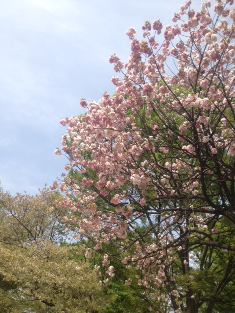 4/14（日）お花見チャリティーヨガ＠砧公園のご報告_e0130657_0162036.jpg