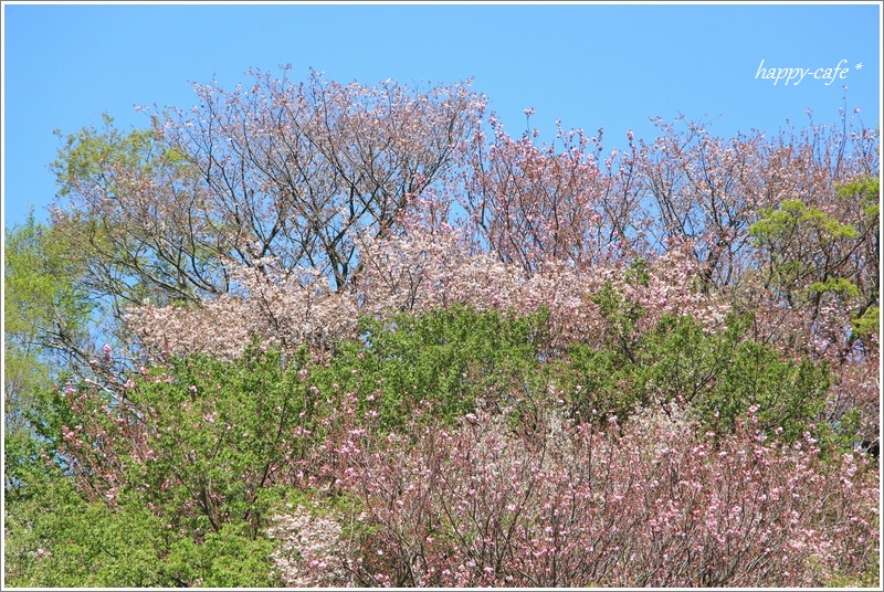 フリフリドレスの八重桜と里桜と藤♪　_a0167759_1618127.jpg