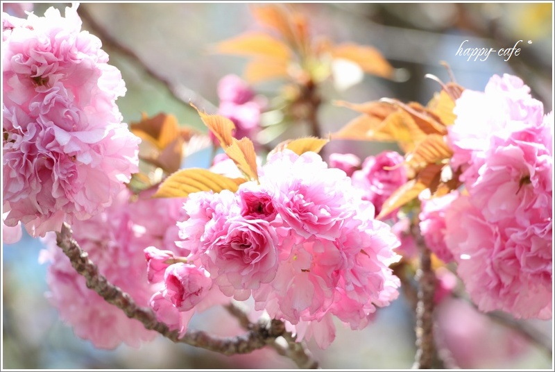 フリフリドレスの八重桜と里桜と藤♪　_a0167759_1620143.jpg