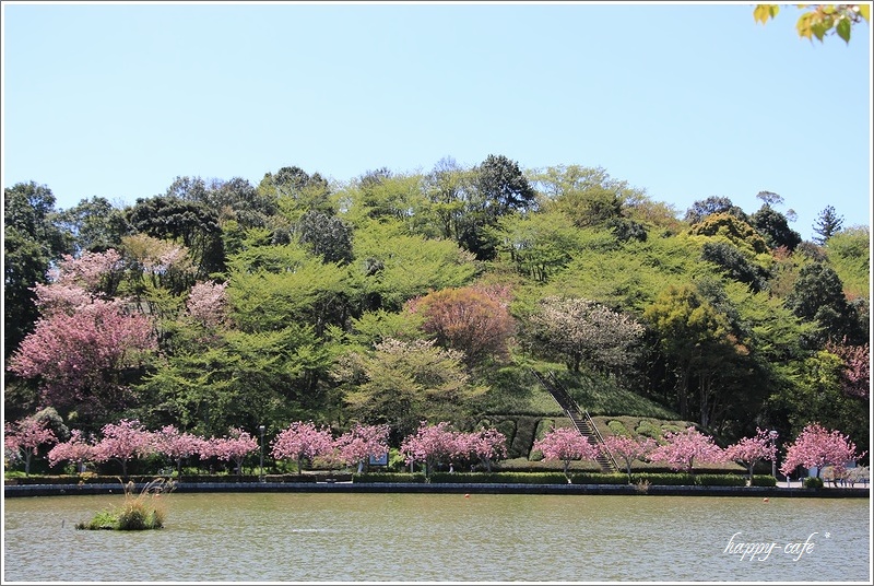 フリフリドレスの八重桜と里桜と藤♪　_a0167759_1685361.jpg